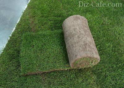 Как правильно сделать ровный газон. Как сделать газон своими руками на даче: пошаговая инструкция (фото, видео)