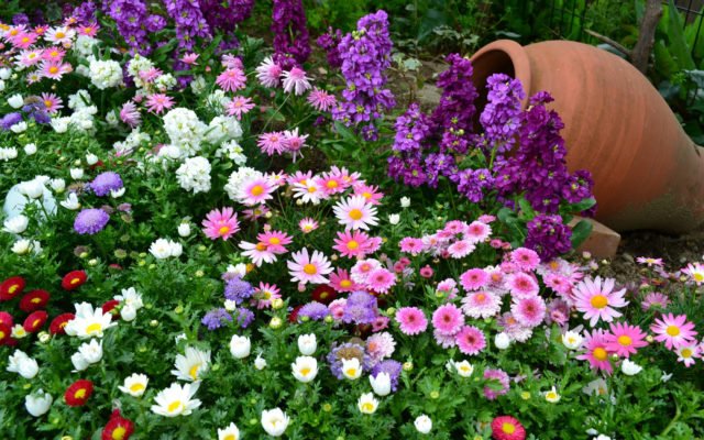 Низкорослые садовые цветы: подборка лучших сортов для клумбы