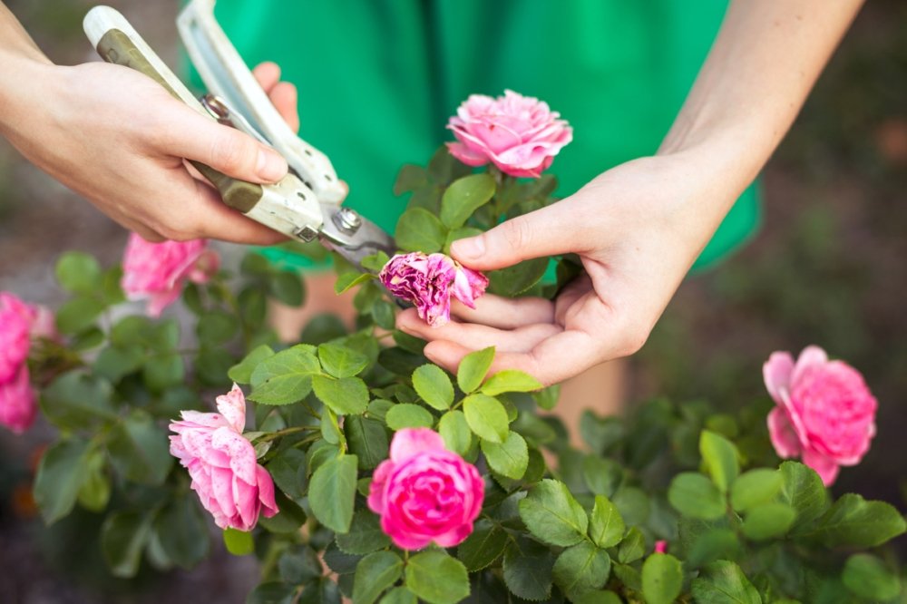 Роза Савел: особенности и характеристика сорта, правила посадки, выращивания и ухода, отзывы - полезная информация для садоводов
