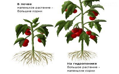 Сравнение томатов, выращенных на почве и гидропонике