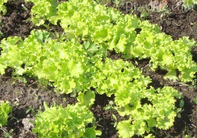 Кучерявый салат – свежая зелень к столу