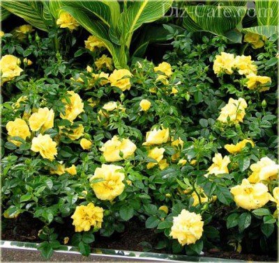 Желтые почвопокровные розы