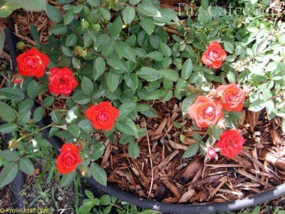 Мульчирование посадки почвопокровных роз
