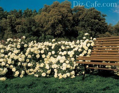 Почвопокровная роза у скамейки