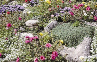 Почвопокровная роза в альпинарии