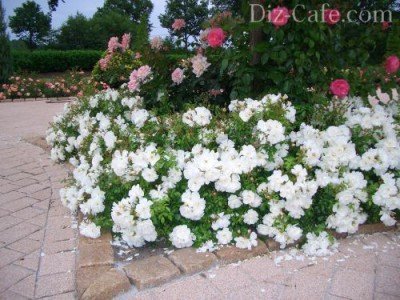 Бордюр из белых почвопокровных роз