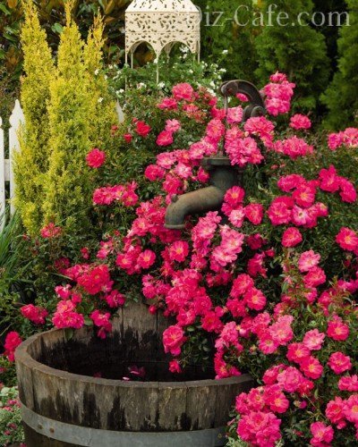 Розовая почвопокровка в декоре источника воды