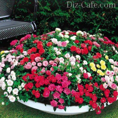 Круглая клумба с разноцветными почвопокровными розами