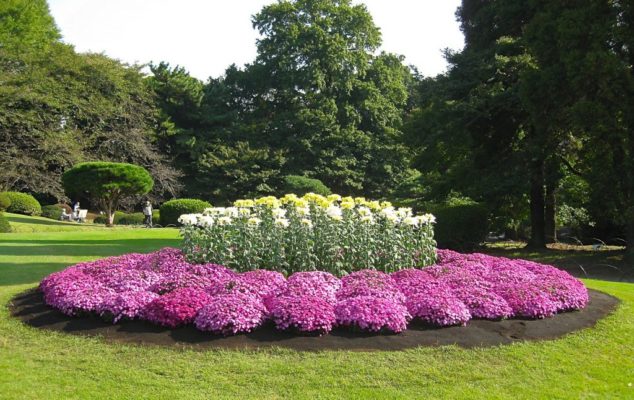 Садовые цветы: фото и названия, советы по уходу, посадке цветов в саду