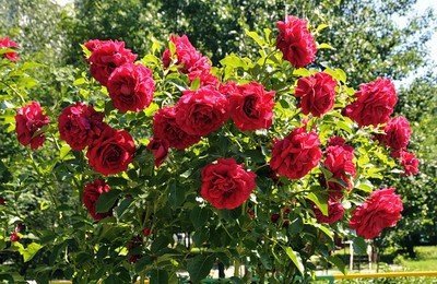 Куст парковой розы