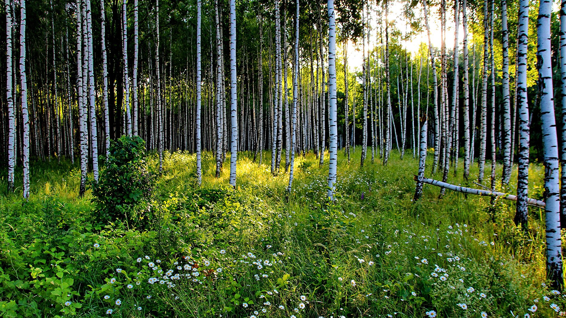 Лесные березы на участке: как создать красивый дизайн и избежать проблем