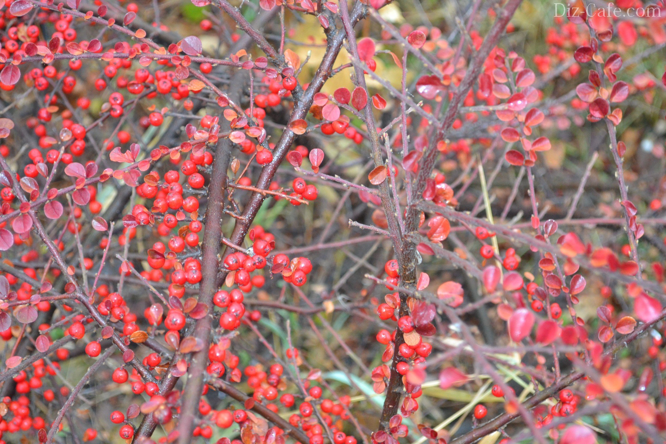Дерево с красными листьями и красными ягодами название и фото
