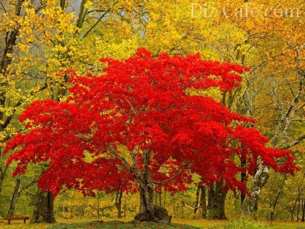 Листья Деревьев Осенью Фото И Названия