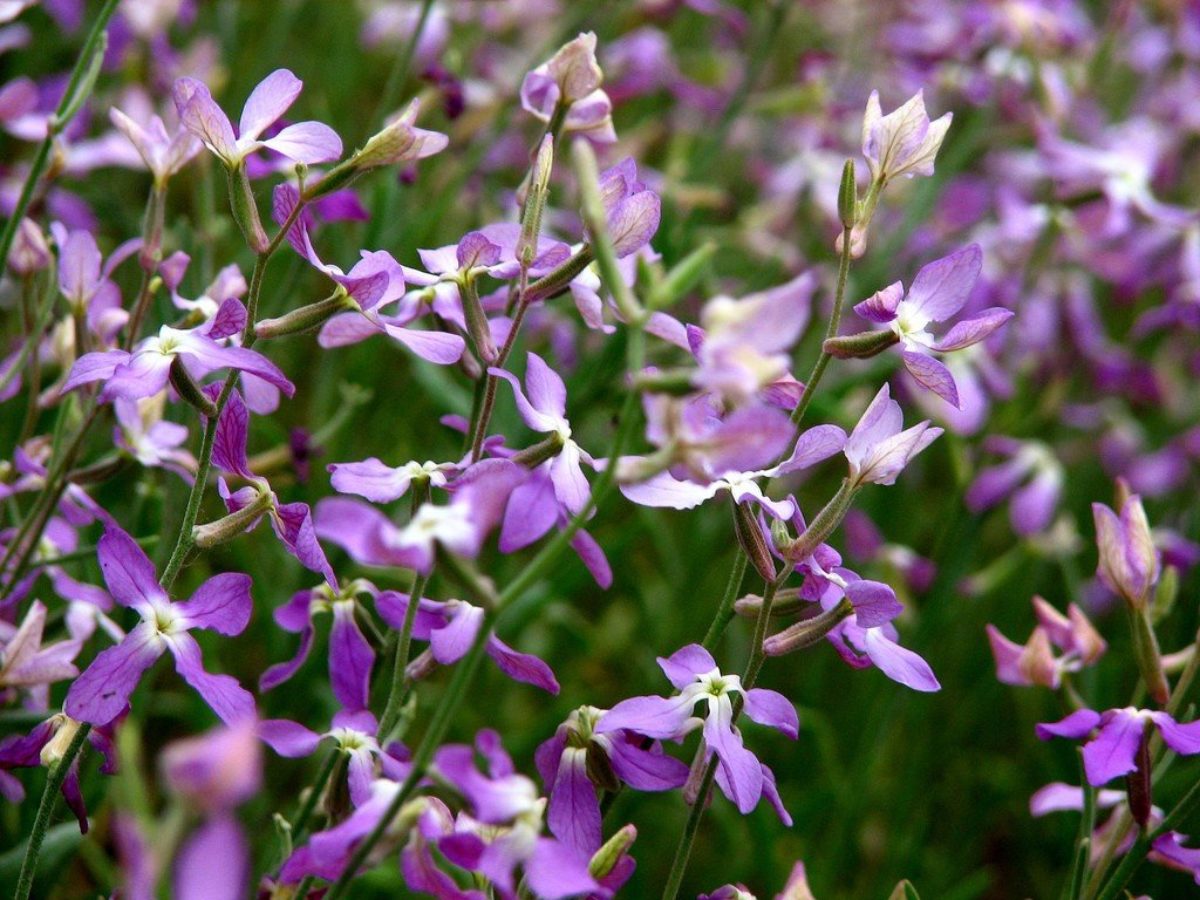 Фиолетовые многолетники: подборка видов и сортов для магически красивых цветников