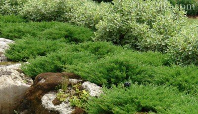 Горизонтальный можжевельник сорта Плюмоза в саду