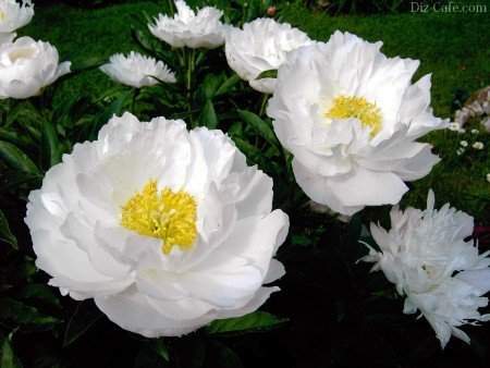 Белые пионы в цвету