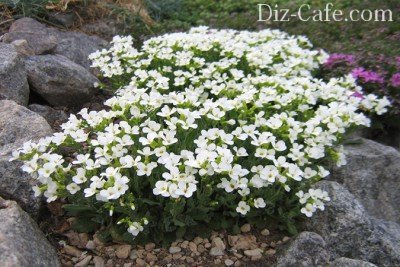 Арабис кавказский зацветает пышным облаком белых цветов