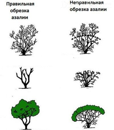 Рододендрон в средней полосе россии как выращивать