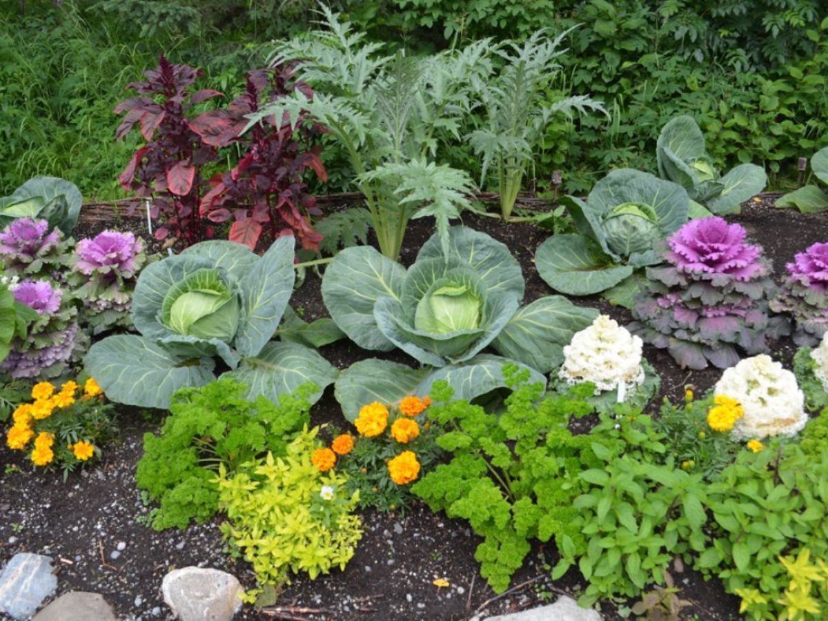 Как сделать клумбу из овощей и трав: создаем "аппетитный" мини-садик