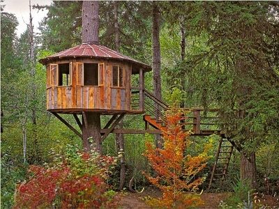 Ветвь американской мечты: кто строит домики на деревьях в России