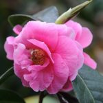 Светло-розовый цветок камелии