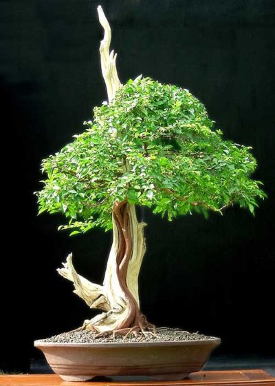 bonsay iz murrayi