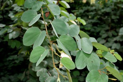 Листья баухинии