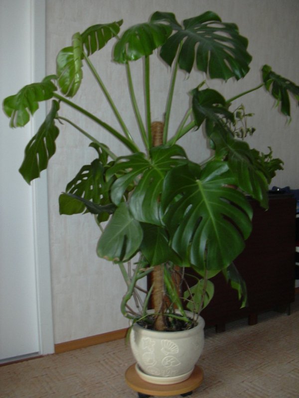 Комнатные растения большие листья фото с названиями. Монстера крупнолистная. Монстера Ароидные. Монстера Деликоса. Монстера Маргината.
