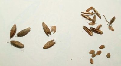 Семена кроссандры