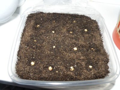 Семена муррайи в грунте