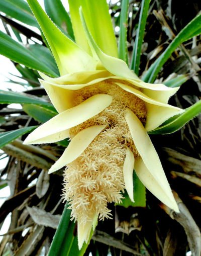 Цветок пандануса