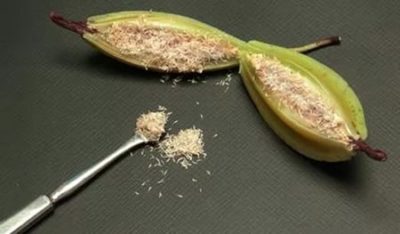 korobochka orhidei s semenami