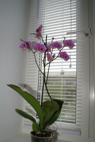 orhideya na okne