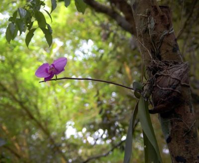 orhideya v dikom lesu
