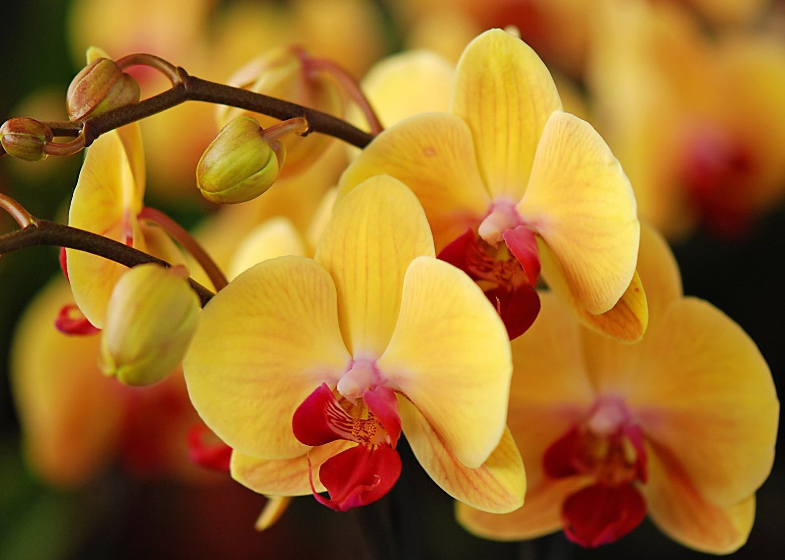 Как размножаются орхидеи