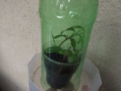Черенки пахистахиса под пластиковой бутылкой