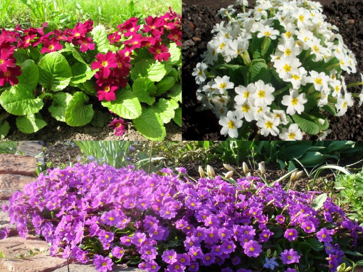 Цветущие Растения Для Сада Многолетние Фото