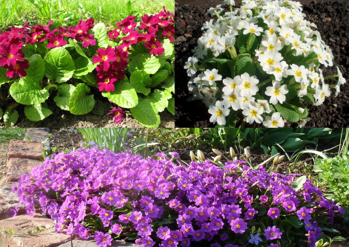 Многолетние цветы для дачи на все лето: подборка лучших