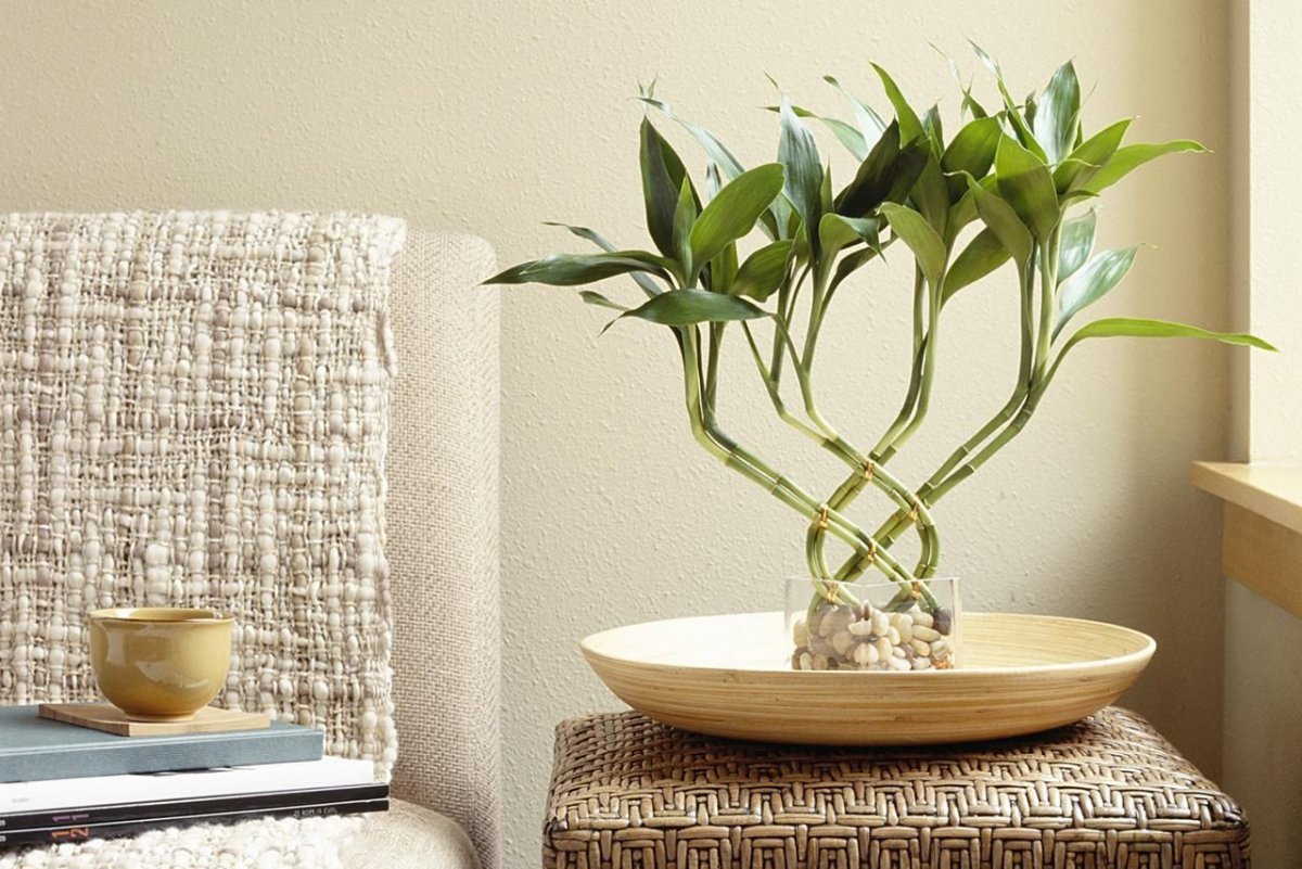 Как цветет бамбук в домашних условиях фото