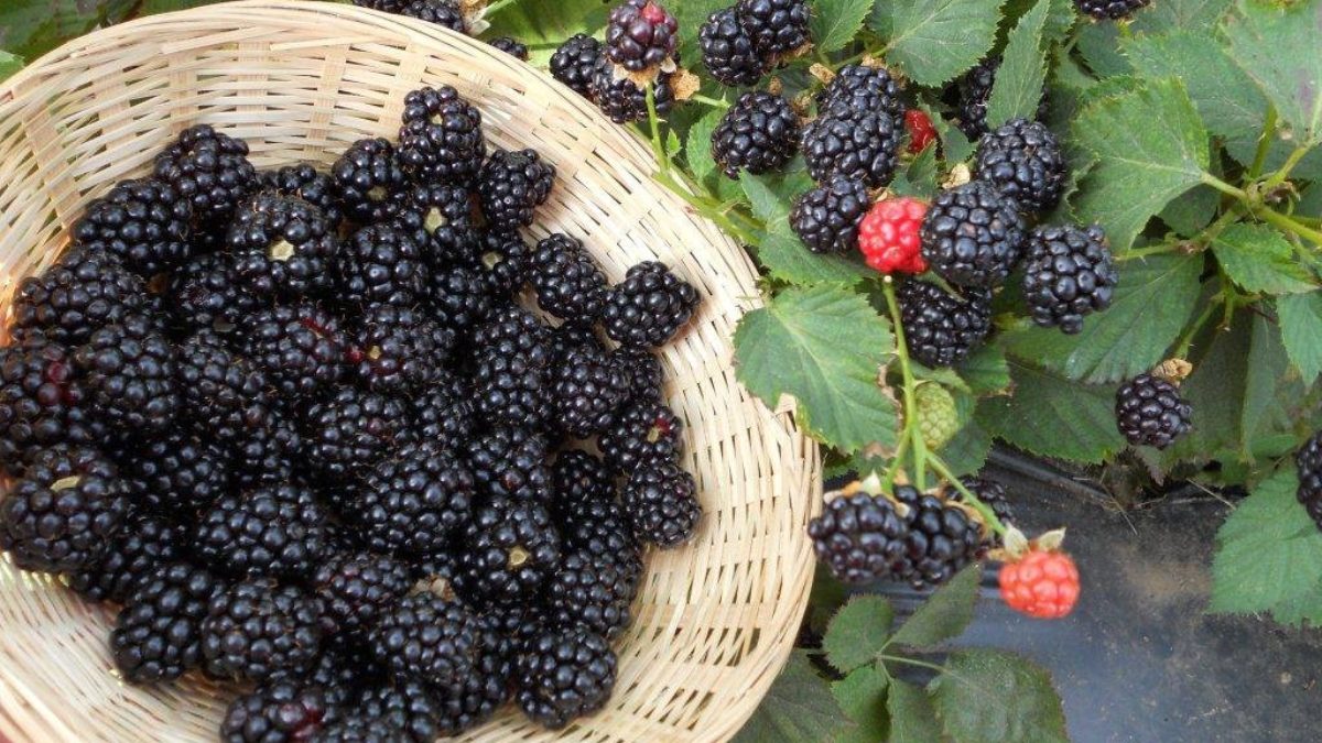 Ежевика Агавам Купить Саженцы