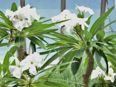Пахиподиум с белыми цветками