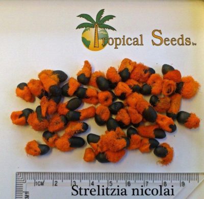 Семена стрелиции Tropical Seeds