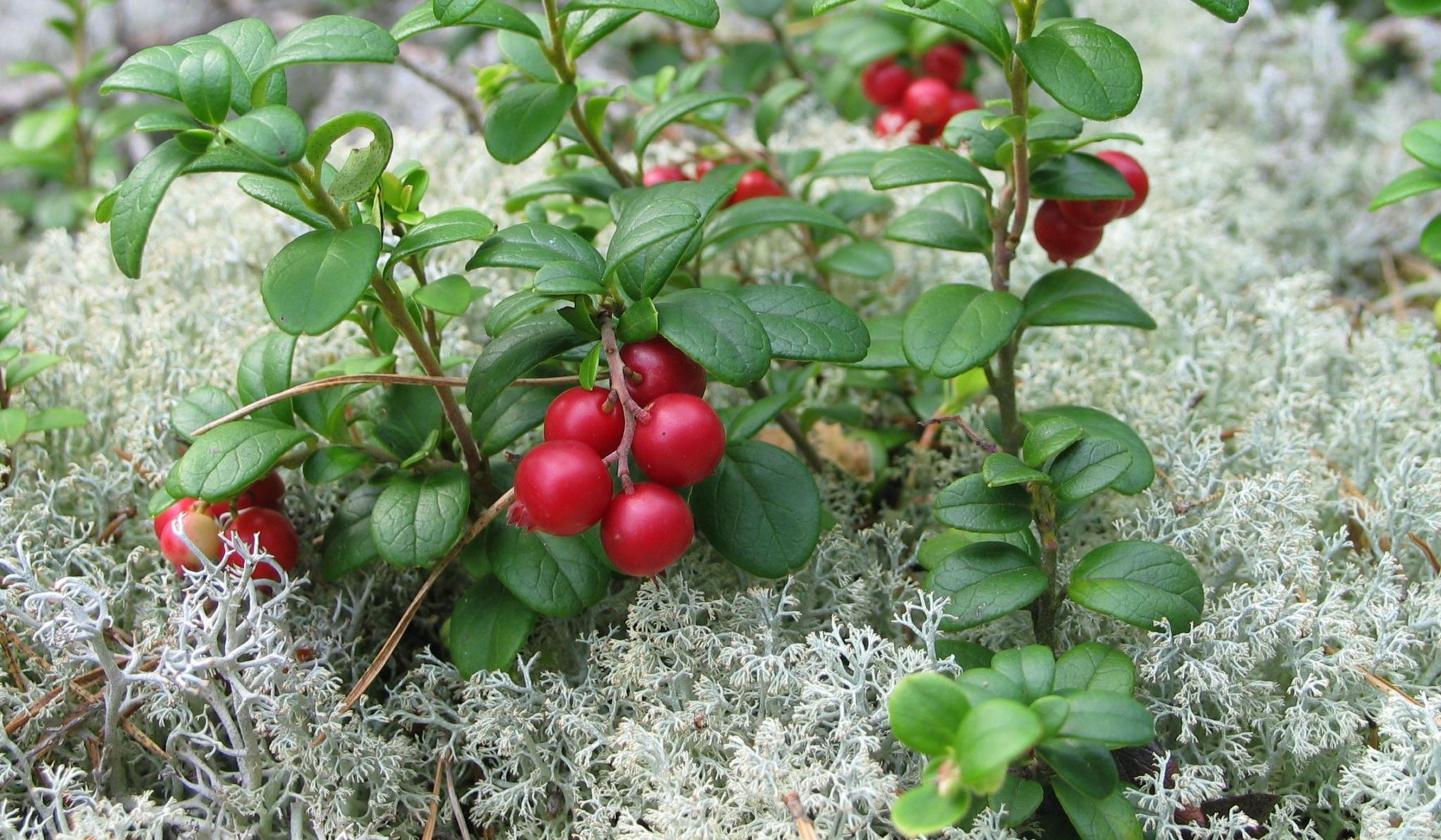 Брусника б. Брусника (Vaccinium Vitis-idaea). Брусника обыкновенная "ред Перл". Брусника обыкновенная ягоды. Брусника вечнозеленое растение.