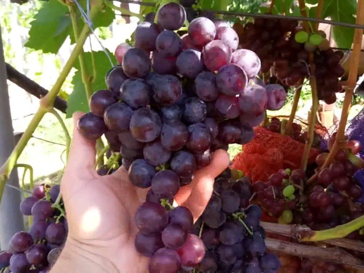 Виноград плодовый Рошфор (c3)