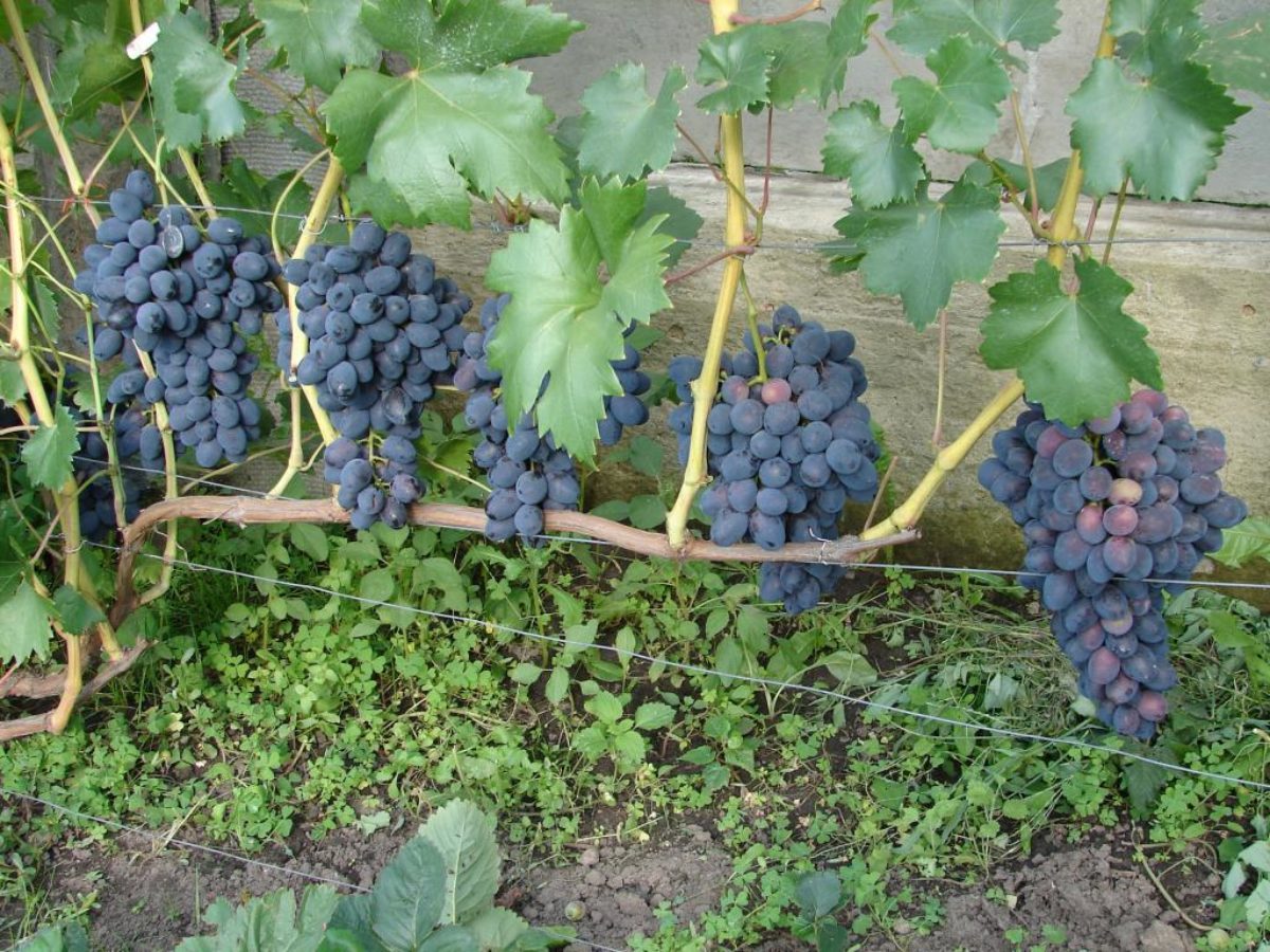 Виноград Забава: описание сорта с характеристикой и отзывами, особенностипосадки и выращивания, фото