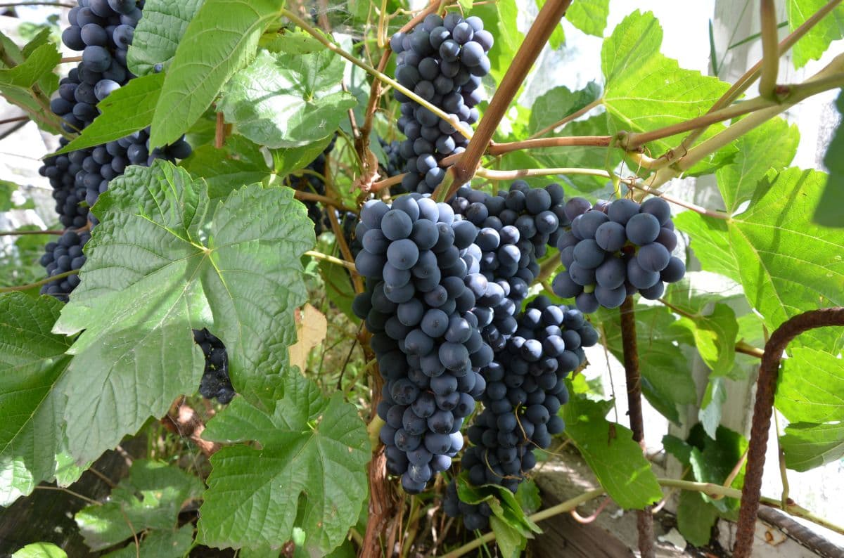 Выращивание винограда в Сибири, особенности посадки и ухода для данногорегиона, в том числе для начинающих