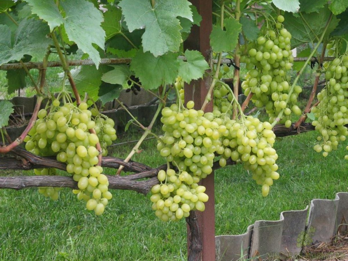 Виноград Тукай описание сорта, фото, отзывы и выращивание