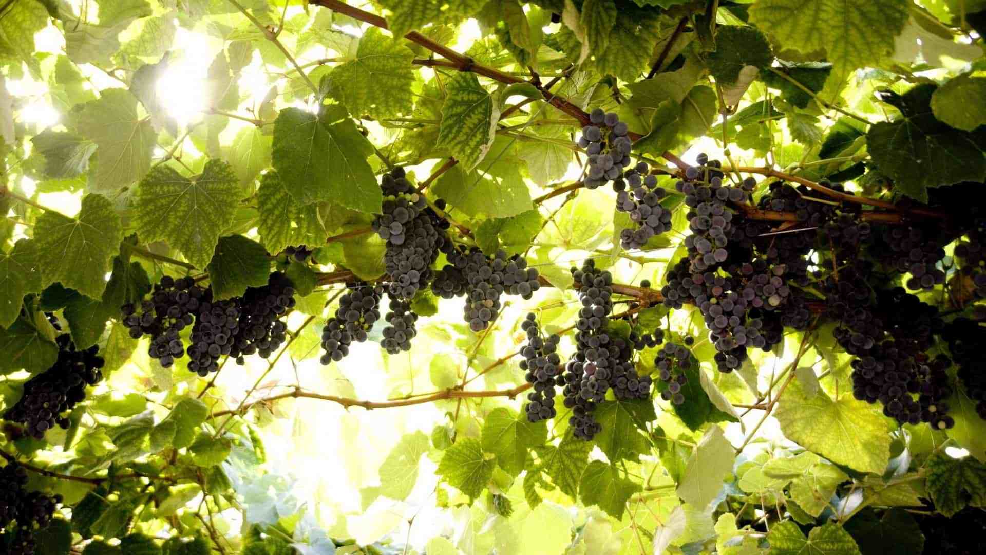 Железный купорос для винограда как разводить для обработки летом осенью и весной