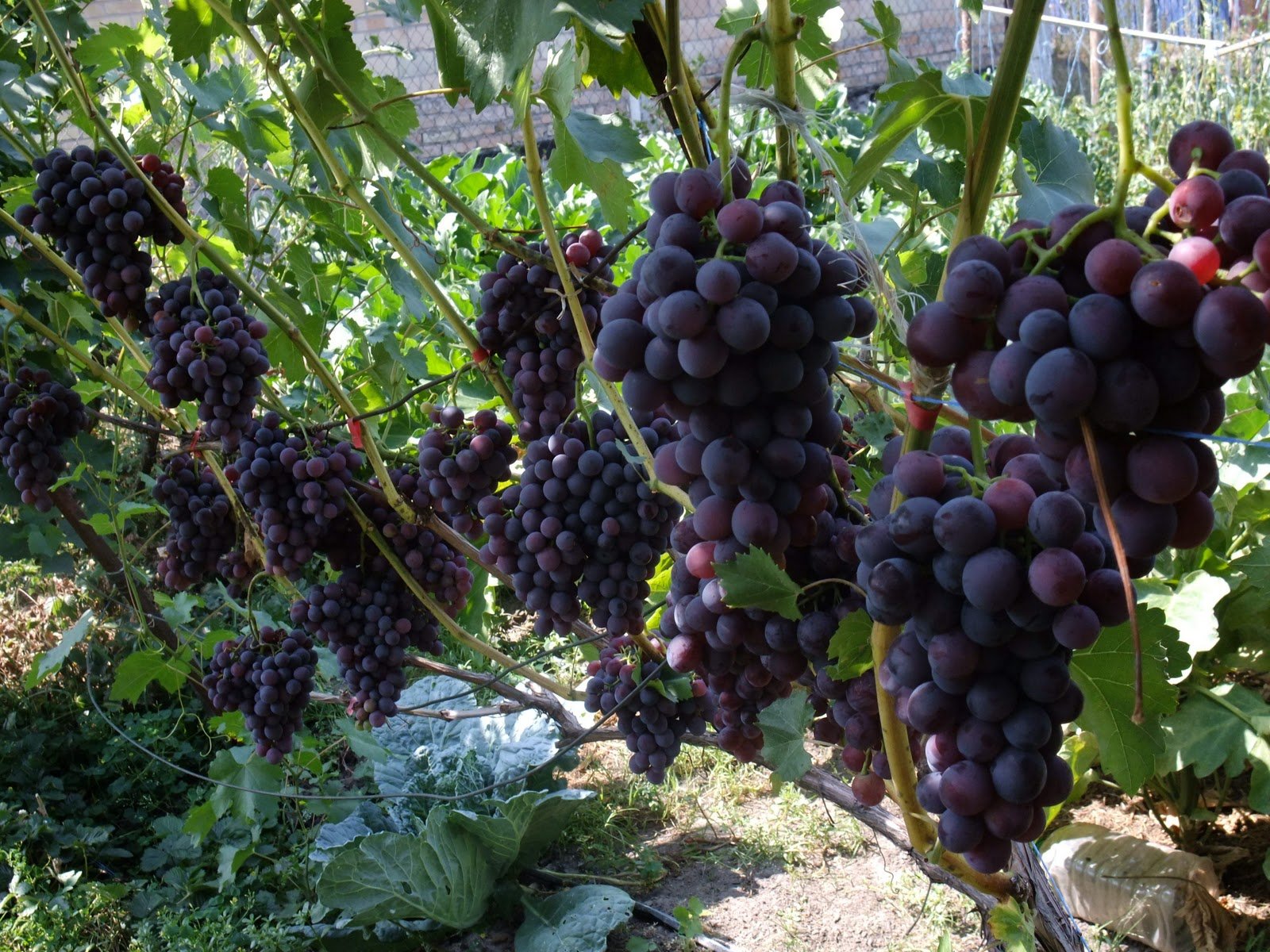 навесной виноград