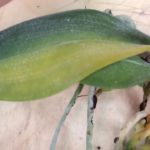 Фузариоз орхидеи